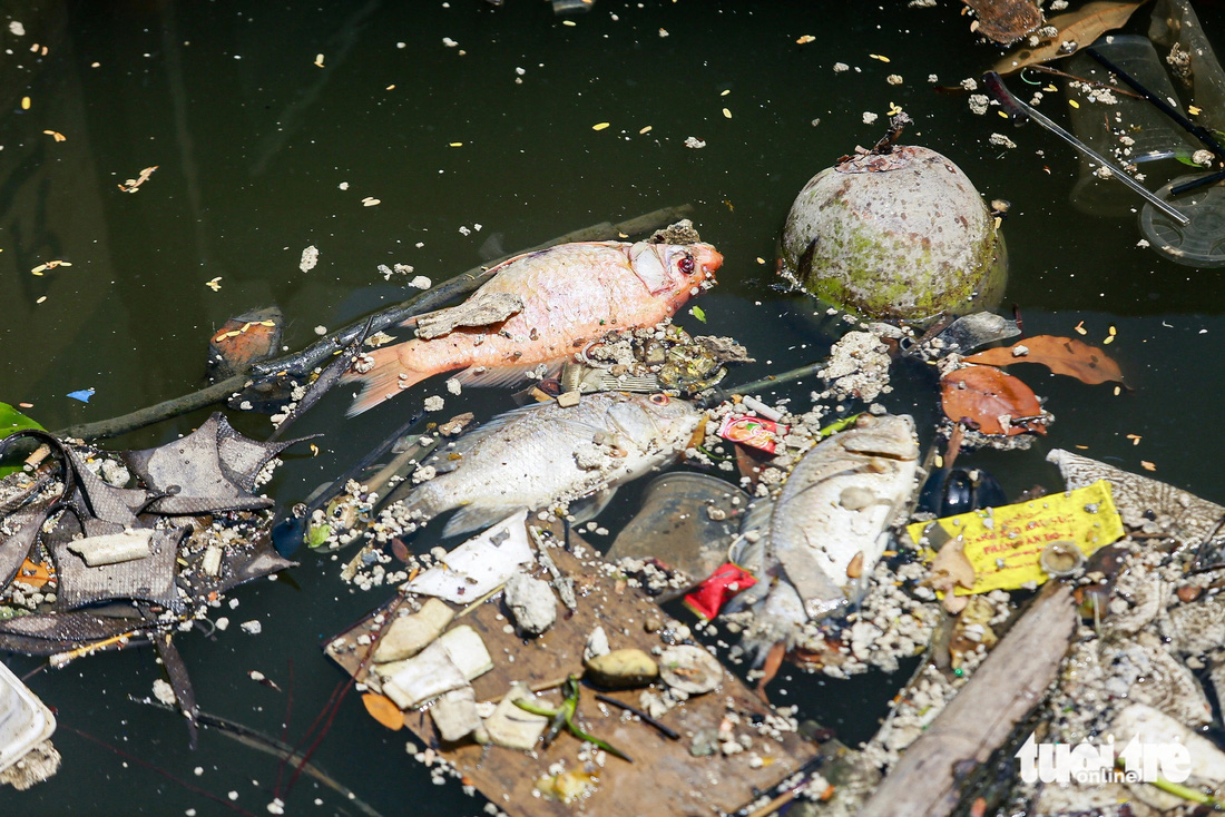 Cá chết kèm với rác thải nổi trên kênh Nhiêu Lộc - Thị Nghè. Ghi nhận chiều 8-5 - Ảnh: CHÂU TUẤN