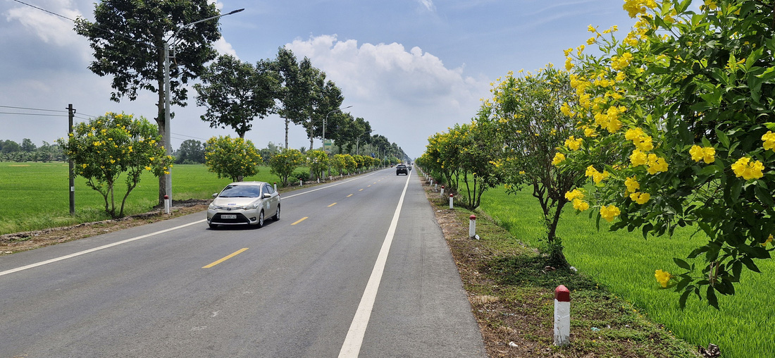 Hoa hoàng yến khoe sắc trên quốc lộ 61C, đoạn qua huyện Vị Thủy - Ảnh: LÊ DÂN