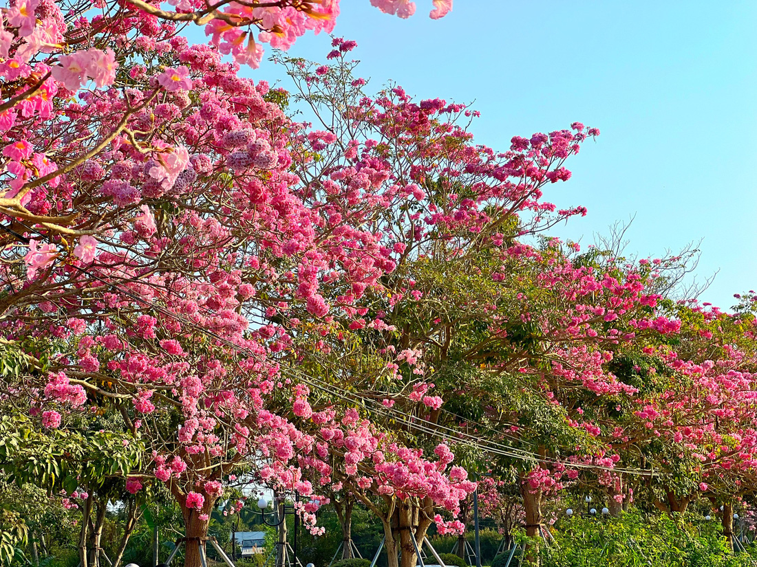 Cây kèn hồng nở hoa, nhuộm hồng cả con đường dài gần 1km vào khu trung tâm hành chính huyện Châu Thành, Sóc Trăng - Ảnh: KHẮC TÂM