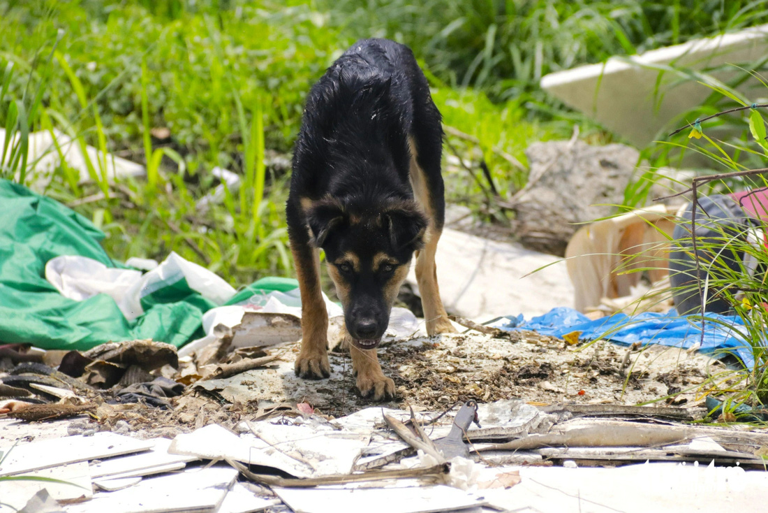 Đồ ăn dư thừa, xác động vật chết bốc mùi hôi thối thu hút động vật ăn xác chết đến bới rác