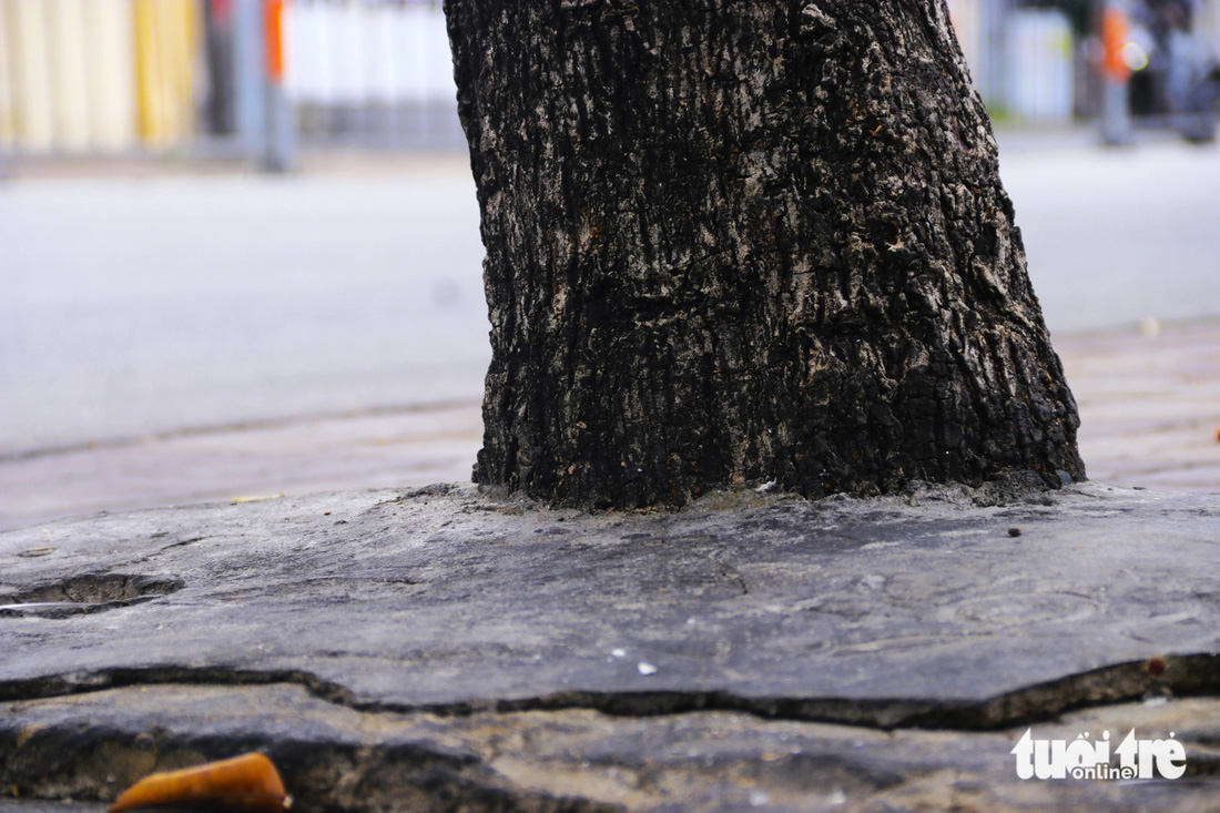 Một cây xanh lớn có phần rễ làm bung lớp bê tông trên đường Nguyễn Thái Sơn