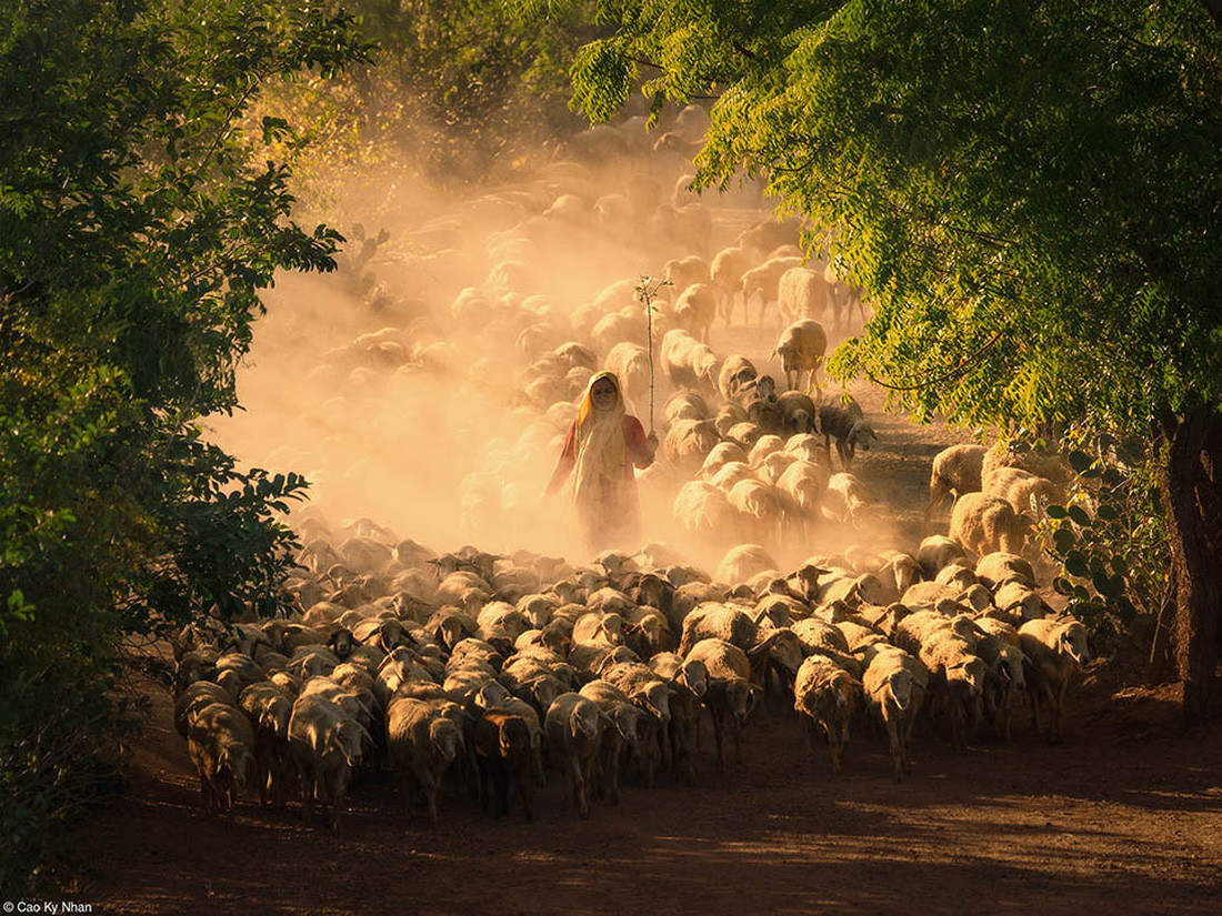 Tác phẩm “Sheep farming of the cham people” (tạm dịch: Người Chăm chăn cừu) được nhiếp ảnh gia Cao Kỳ Nhân chụp tại tỉnh Ninh Thuận, đoạt giải nhì hạng mục Food in the field