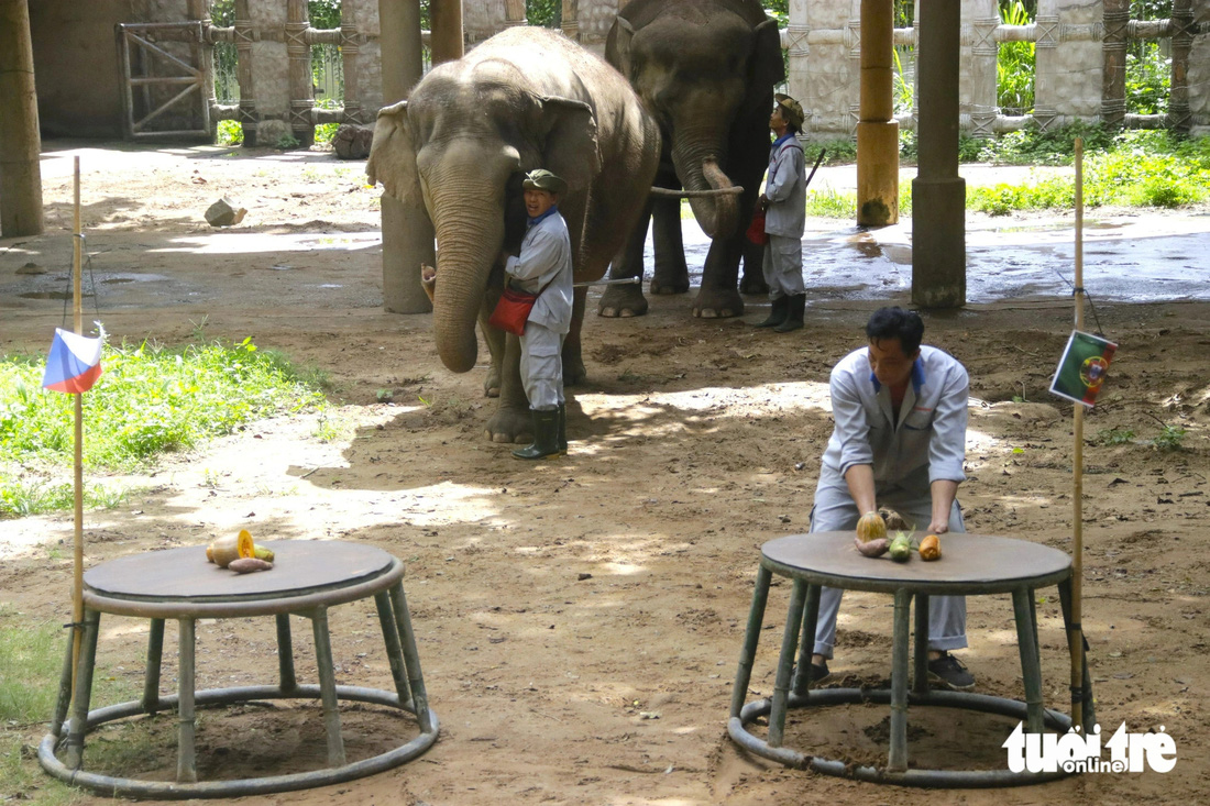 Tại trò chơi dự đoán, các nhân viên chăm sóc đàn voi chuẩn bị sẵn 2 phần đồ ăn được gắn quốc kỳ của Bồ Đào Nha (bên phải) và   Cộng hòa  Czech (bên trái) - Ảnh: TIẾN QUỐC