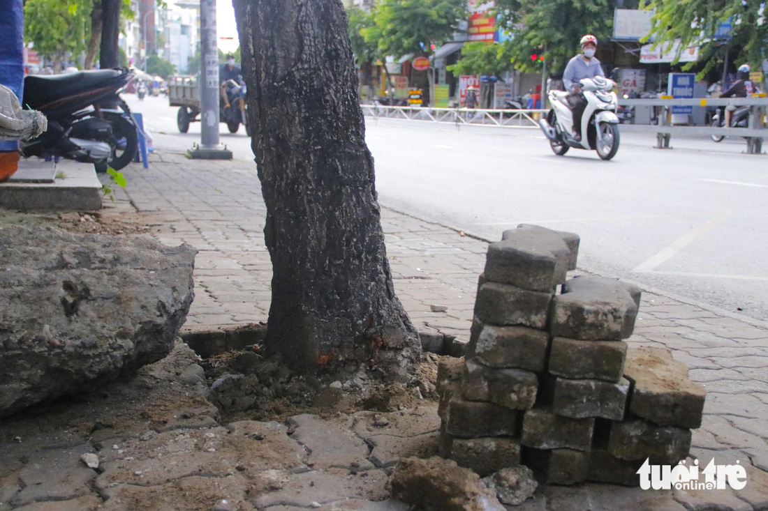 Nhân viên tiến hành tháo dỡ gạch lát vỉa hè, tạo bồn lại cho các cây xanh dọc hai bên đường Nguyễn Thái Sơn, quận Gò Vấp - Ảnh: TIẾN QUỐC