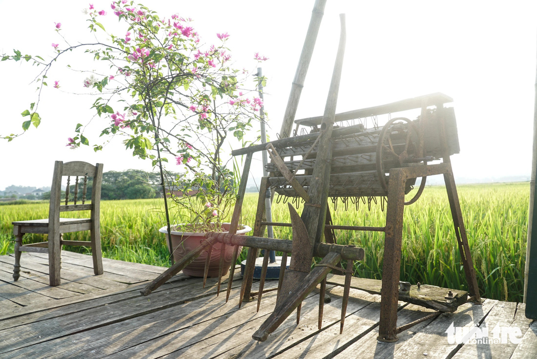 Chiếc cày, chiếc bừa và máy tuốt lúa siêu cổ được trưng bày giữa cánh đồng 