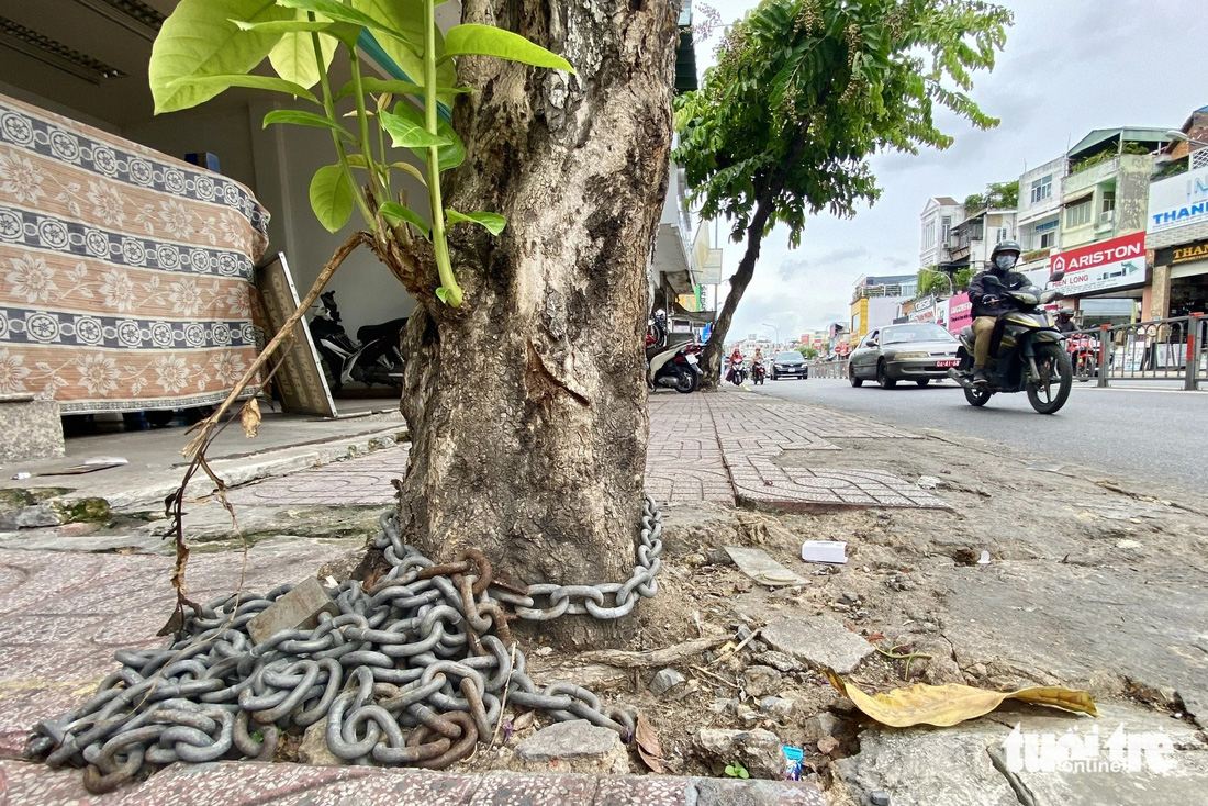 Cây xanh bị xích sắt lớn quấn quanh thân trong thời gian dài khiến vỏ cây bong tróc tại đường Nguyễn Kiệm - Ảnh: TIẾN QUỐC