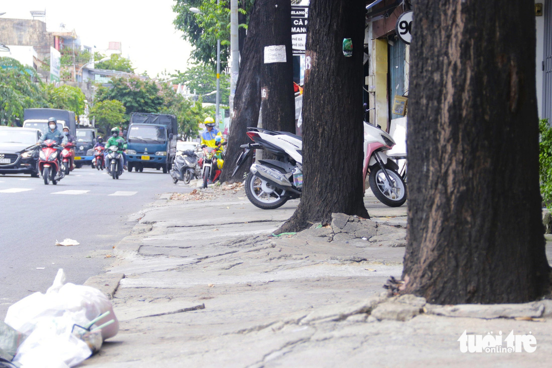 Nhiều cây xanh dọc tuyến đường Nguyễn Kiệm (quận Gò Vấp, TP.HCM) bị bê tông phủ kín gốc, không được tạo bồn và thiếu không gian sống - Ảnh: TIẾN QUỐC