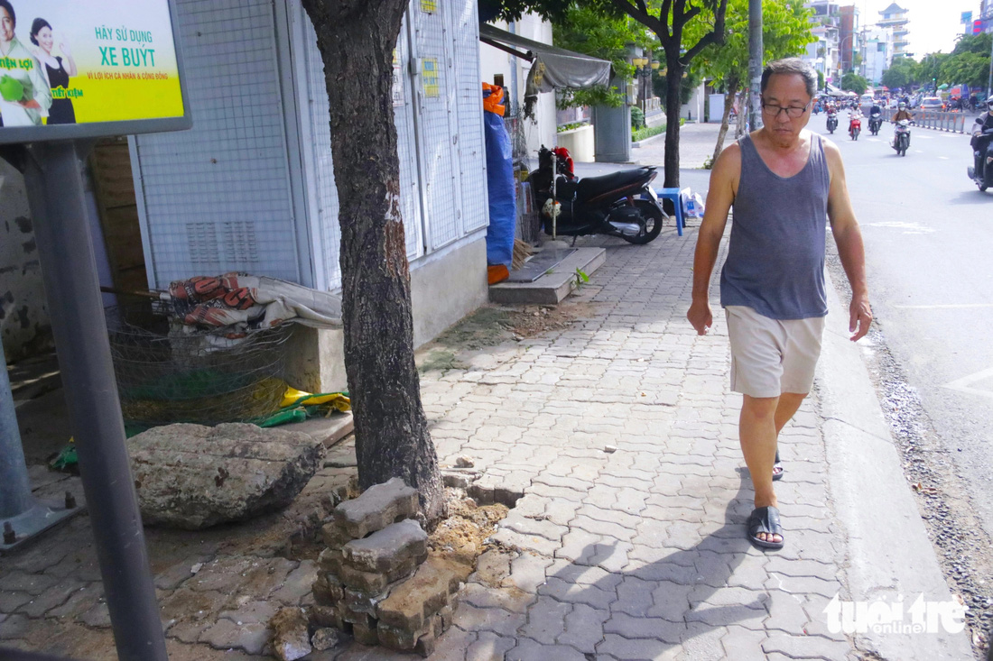 Hàng loạt cây xanh trên đường Nguyễn Thái Sơn, quận Gò Vấp, TP.HCM bị xi măng, gạch lát vỉa hè trám kín gốc khiến cây xanh khó phát triển - Ảnh: TIẾN QUỐC