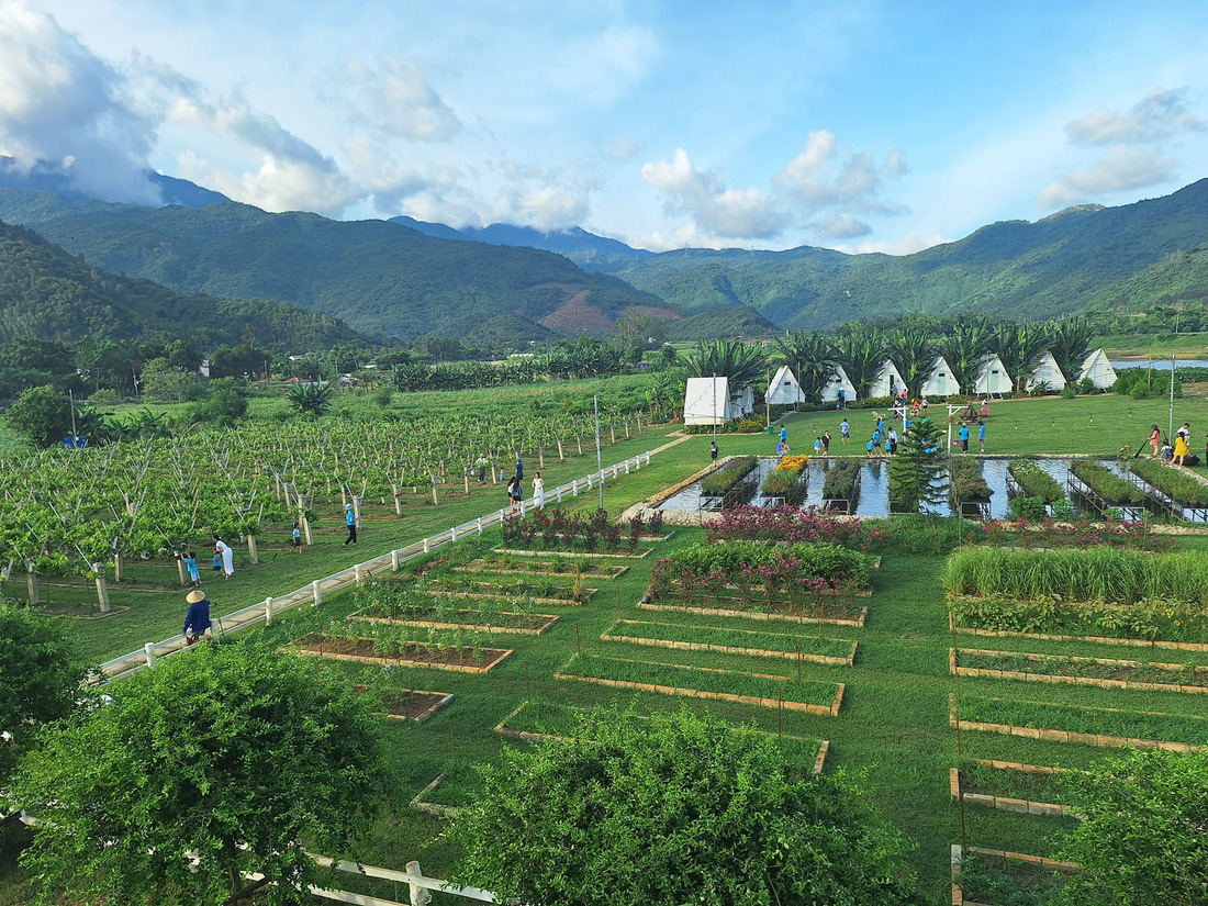 Vườn nho thung lũng Nam Yên (xã Hòa Bắc, huyện Hòa Vang) nhìn từ trên cao - Ảnh: NAM YÊN