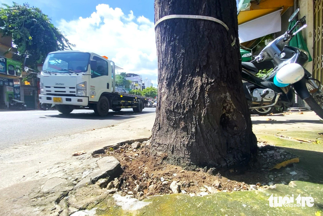 Cây xanh có đường kính gốc khoảng 60-80cm trên đường Nguyễn Kiệm (quận Gò Vấp, TP.HCM) được phá lớp bê tông dày phủ quanh gốc - Ảnh: TIẾN QUỐC