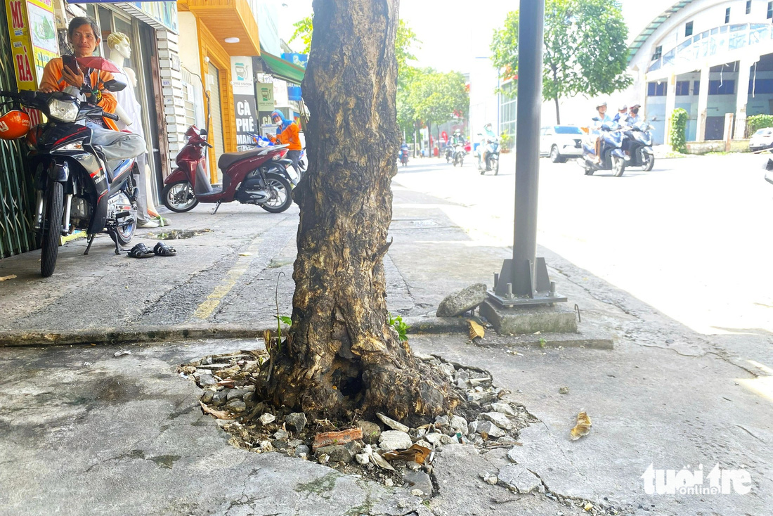 Nhiều cây xanh trên đường Nguyễn Kiệm bị bê tông 'bóp nghẹt' trong thời gian dài khiến gốc cây biến dạng 