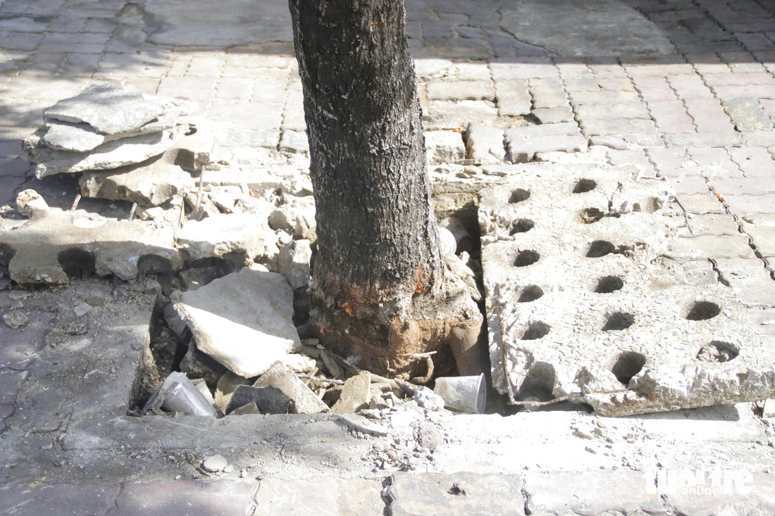 Hai miếng bê tông dày 'bóp nghẹt' cây trước đó được đơn vị quản lý đục bể, tạo bồn lại cho gốc cây 