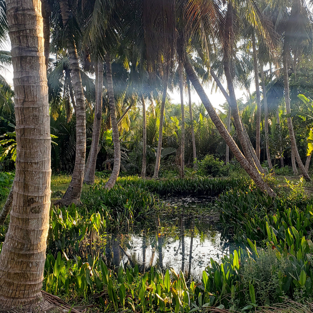 Vườn dừa soi bóng - Ảnh: QUÂN NAM