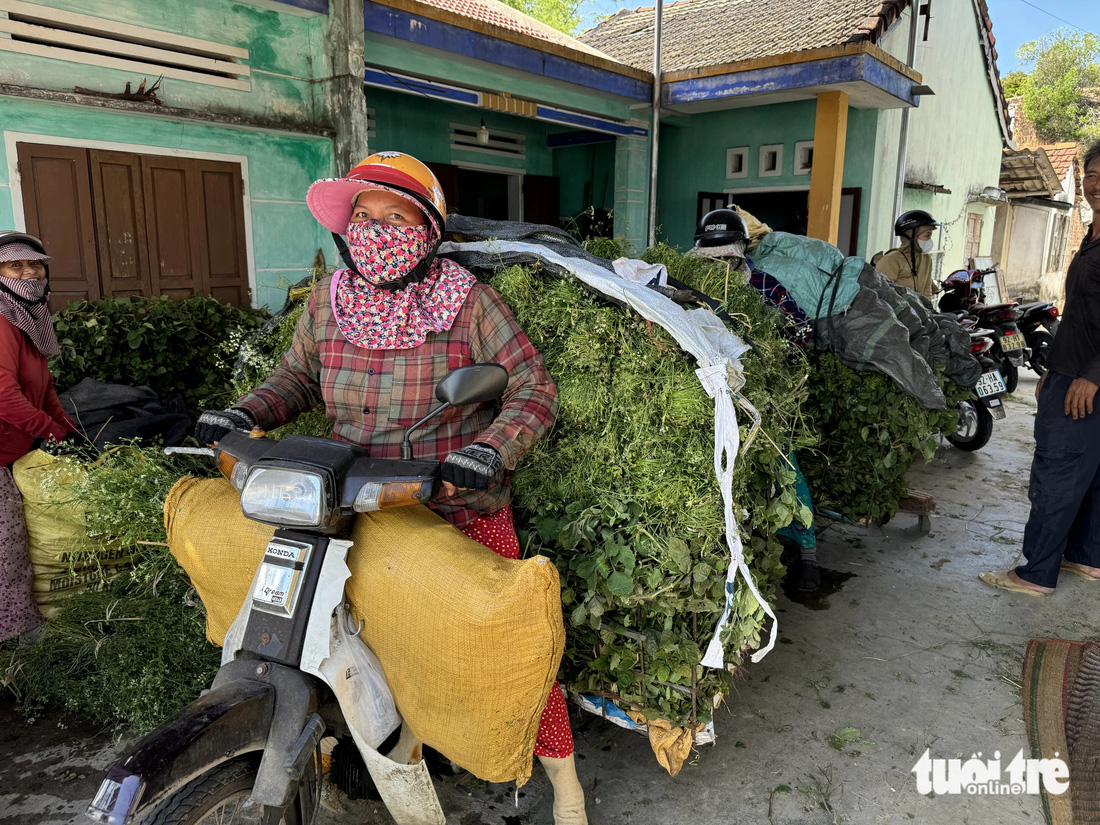 Händler kommen zu den Häusern der Menschen, um Silvesterblätter für den Doan Ngo Tet-Markt zu kaufen – Foto: LE TRUNG