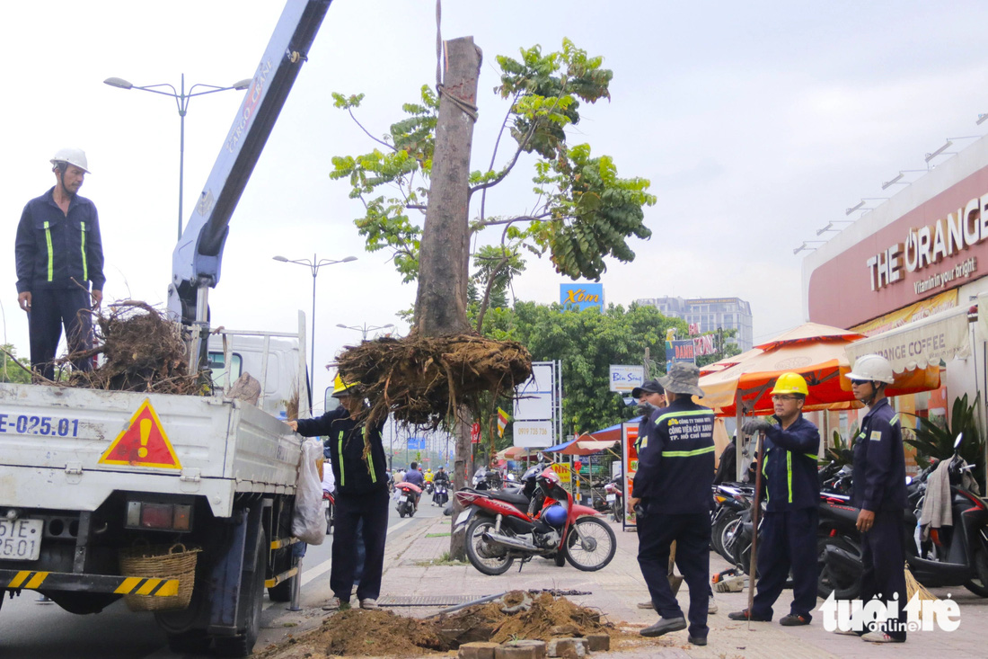 Nhân viên Công ty Công viên cây xanh cưa bỏ, bứng gốc một cây lớn chết khô trên đường Phạm Văn Đồng - Ảnh: TIẾN QUỐC