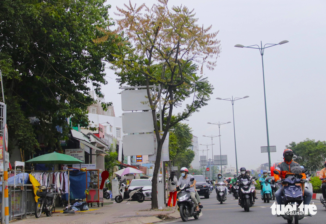 Cạnh đó, rải rác dọc tuyến đường Phạm Văn Đồng cũng xuất hiện cây xanh đang có dấu hiệu lá héo úa - Ảnh: TIẾN QUỐC