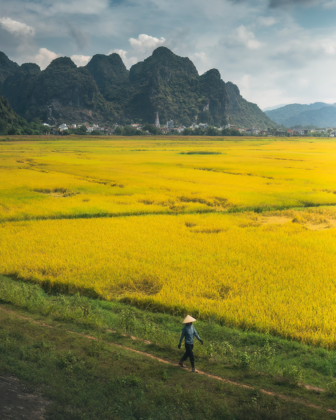 Người nông dân đi bên đồng lúa chín vàng ở Ninh Bình - Ảnh: HARRY BRADLEY 