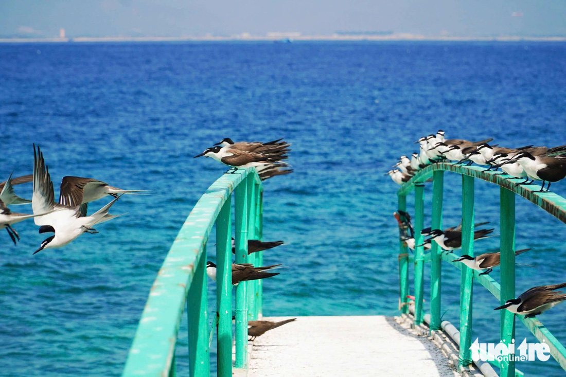 Với tập tính bay đi kiếm ăn đến tối mới về, du khách khó có thể bắt gặp loài chim yến, tuy nhiên trên đảo hàng ngày đều có những đoàn hải âu tập trung cho du khách chiêm ngưỡng