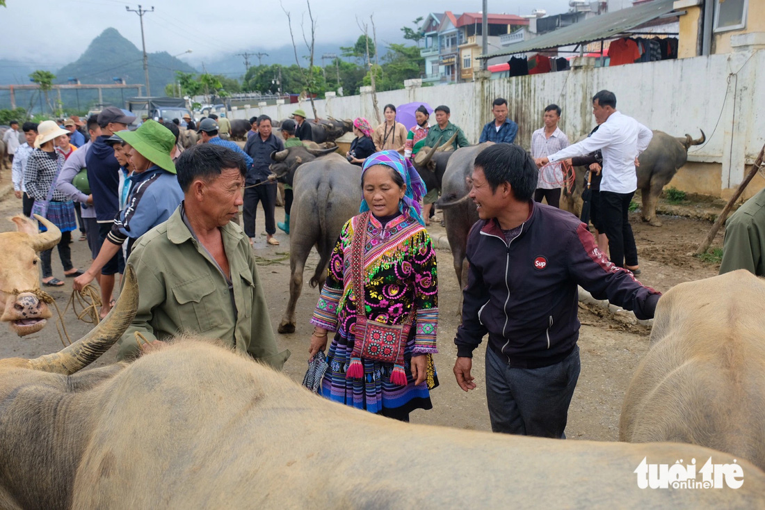 Vợ chồng ông Giàng Seo Măng mang ba con trâu lớn vượt hơn 40km xuống chợ trâu Bắc Hà để tìm chủ mới cho vật nuôi của mình - Ảnh: NGUYÊN BẢO