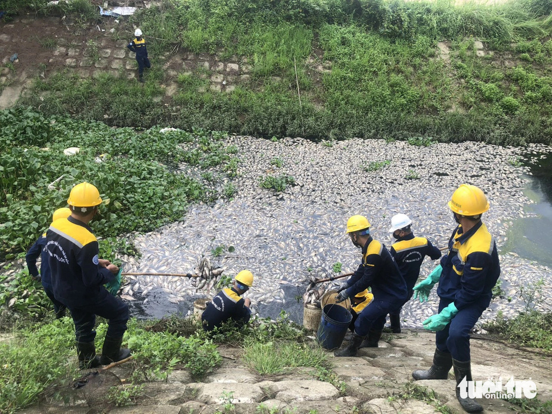 Công nhân đang thu gom xác cá - Ảnh: THANH NGUYÊN