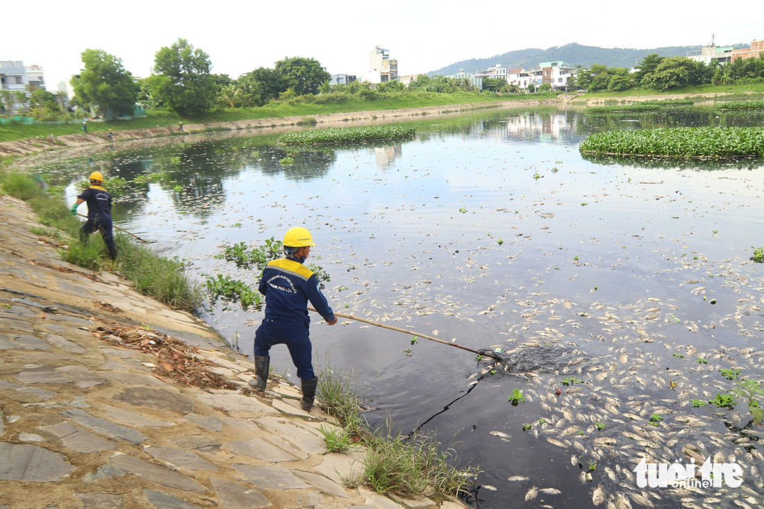 Cá chết chủ yếu là cá rô phi 