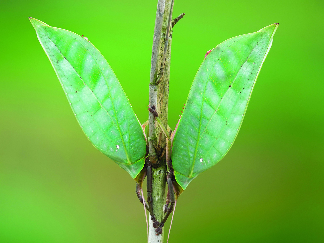 Thiên nhiên hoang dã qua ống kính Macro: 
Những bậc thầy ngụy trang- Ảnh 3.