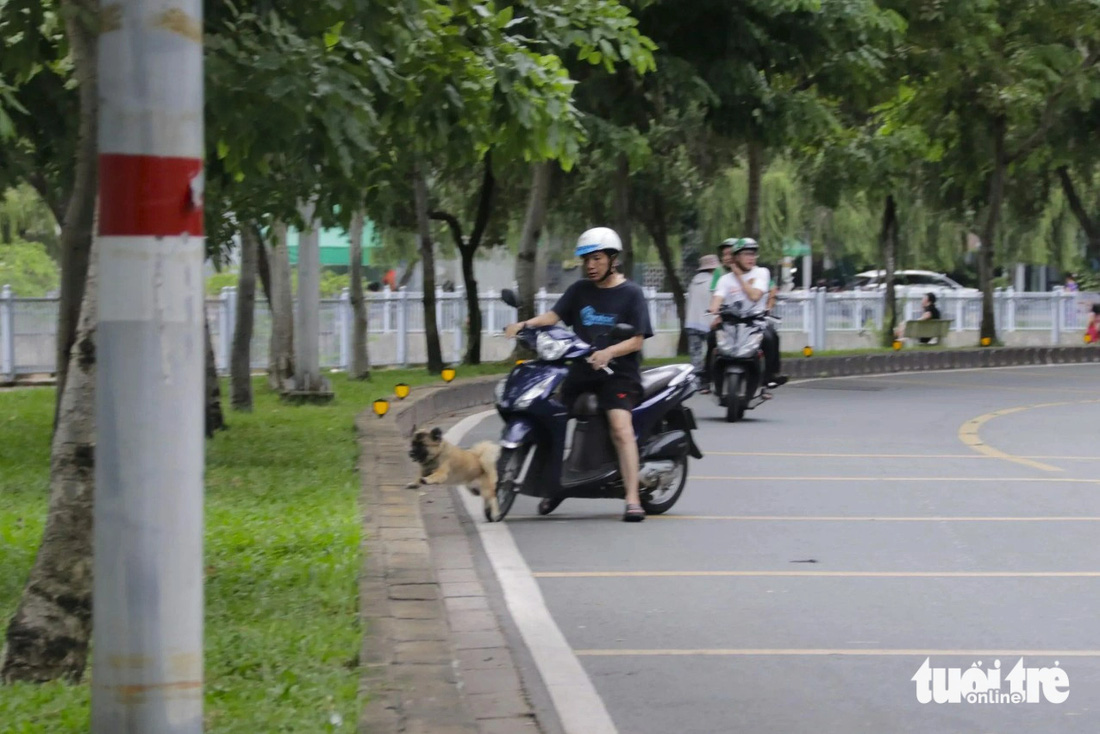 Tại đường Hoàng Sa, Trường Sa, người dân thường xuyên chở chó mèo tới dọc bờ kênh Nhiêu Lộc - Thị Nghè phóng uế, thả rông - Ảnh: Q.HUY