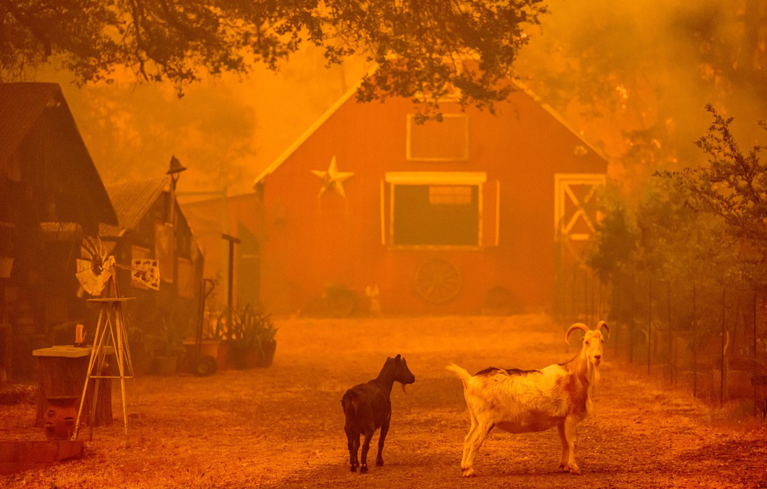 Những con dê đứng nhìn khi ngọn lửa đang tiến gần đến một ngôi nhà ở Oroville, bang California ngày 2-7 - Ảnh: AFP