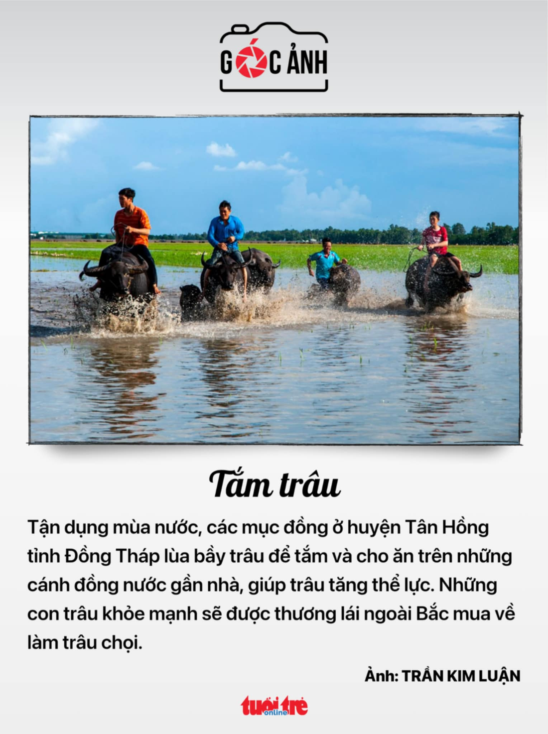 Tắm trâu - Ảnh: TRẦN KIM LUẬN