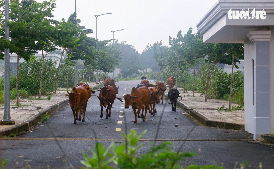 Bệnh viện Đa khoa tỉnh Bình Dương cao 19 tầng, thành nơi người dân vào... chăn bò - Ảnh 8.