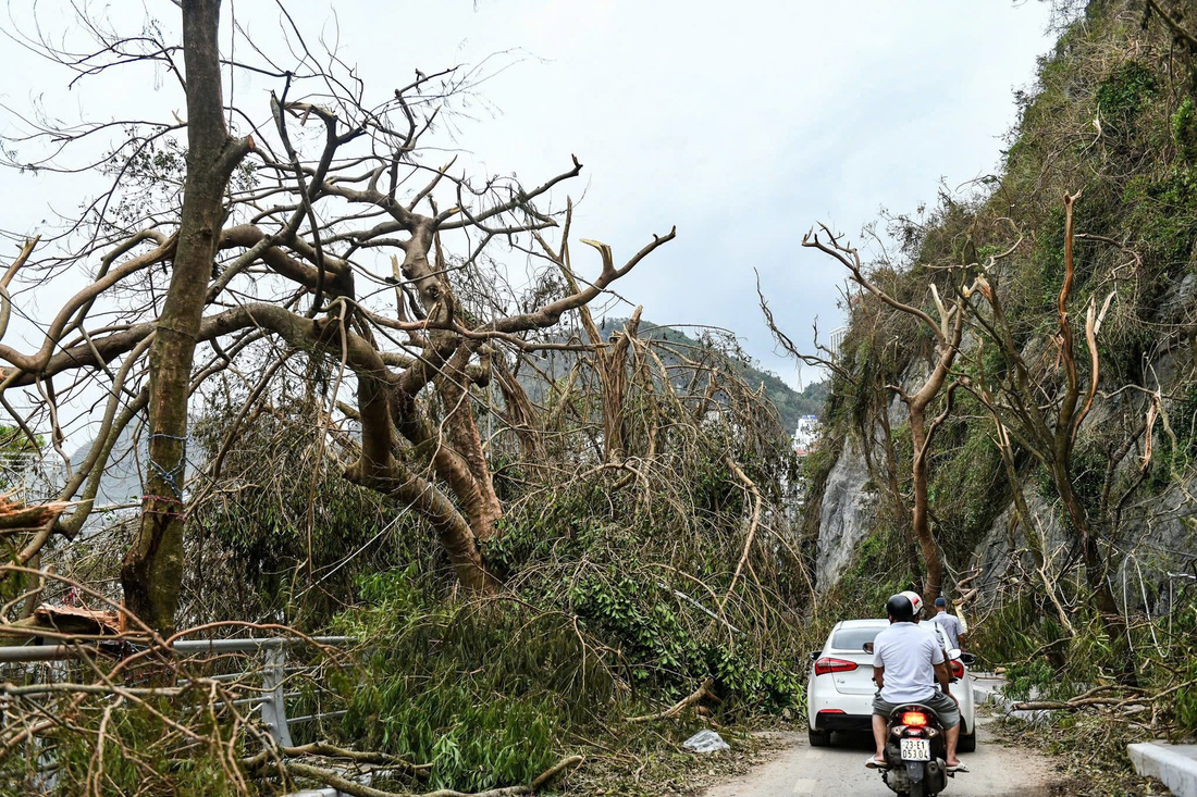 'Thương' những cánh rừng xanh biếc hóa nâu sẫm sau bão số 3 ở Cát Bà - Ảnh 4.