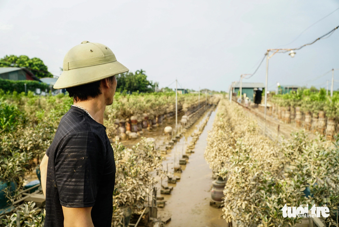 Bà con làng quất Tứ Liên, làng đào Nhật Tân mất Tết - Ảnh 1.