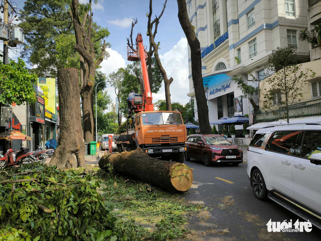 Nhiều cây xanh ở trung tâm TP.HCM bị cắt trụi lủi - Ảnh 8.