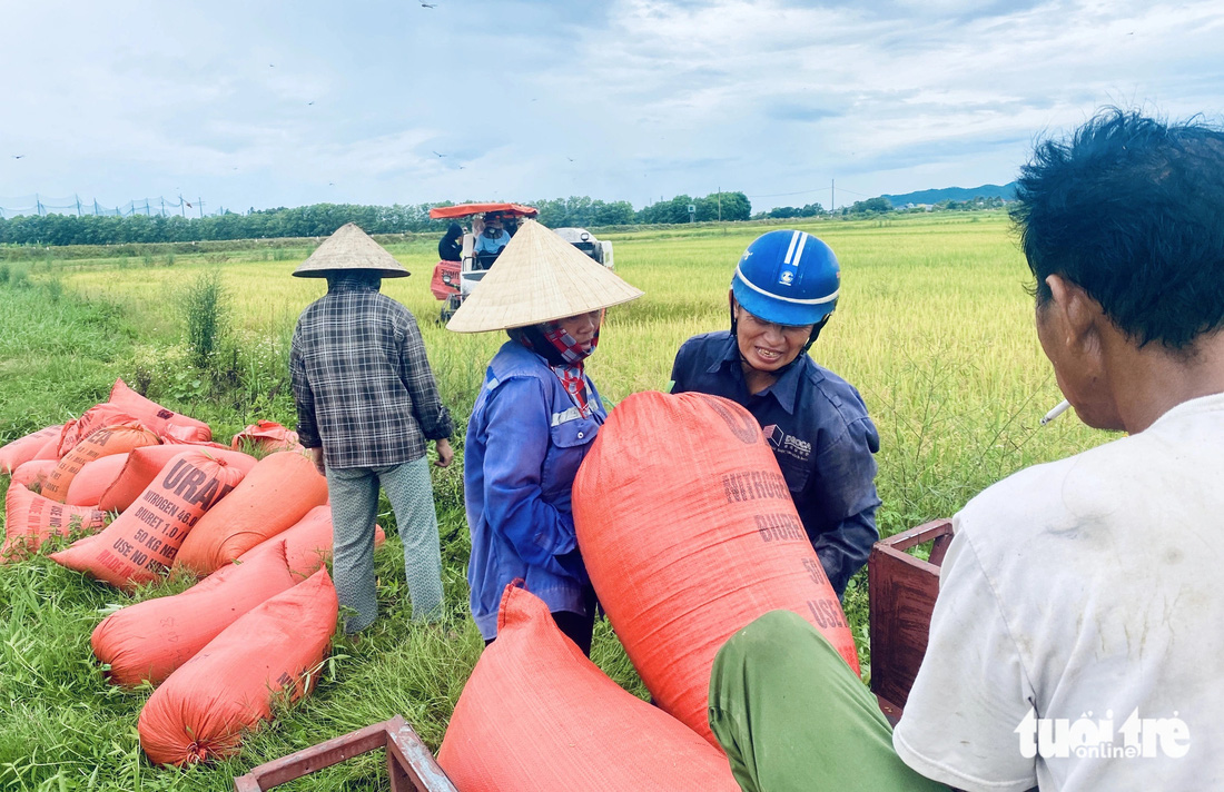 Nông dân tất bật gặt lúa 'chạy' bão số 3 - Ảnh 2.