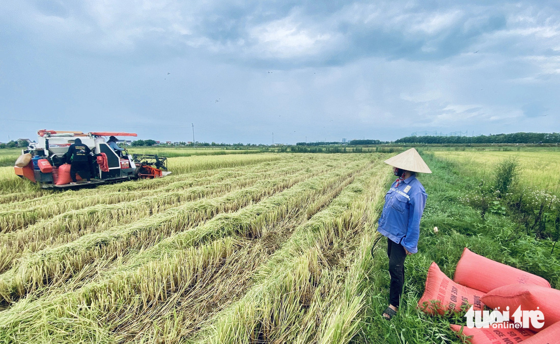 Nông dân tất bật gặt lúa 'chạy' bão số 3 - Ảnh 4.