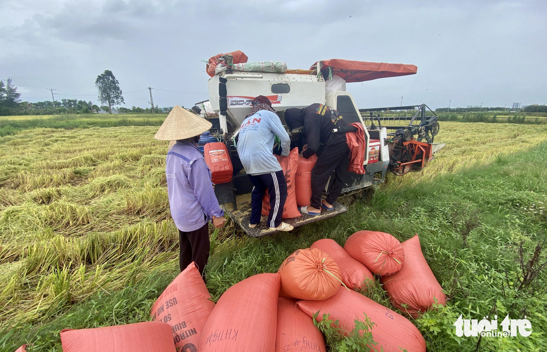 Nông dân tất bật gặt lúa 'chạy' bão Yagi - Ảnh 6.