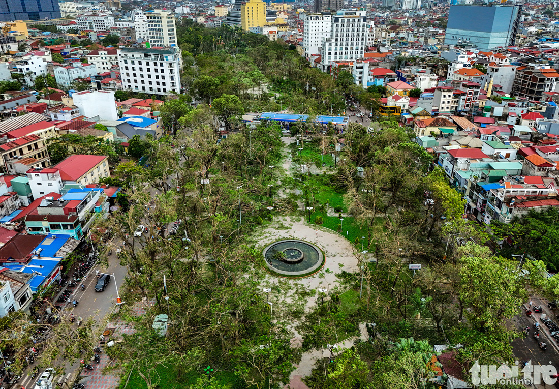 Cây xanh - Ảnh 1.