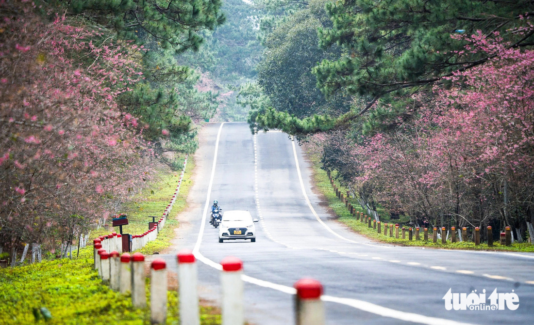 Mai anh đào nhuộm hồng thị trấn Măng Đen ngày giáp Tết - Ảnh 4.