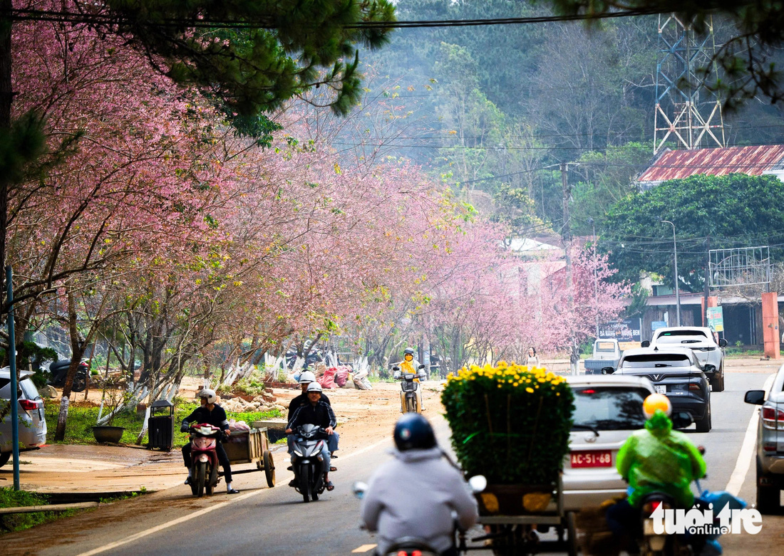 Mai anh đào nhuộm hồng thị trấn Măng Đen ngày giáp Tết - Ảnh 5.