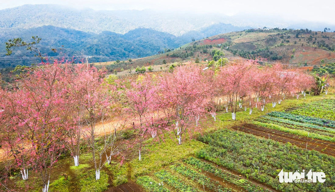 Mai anh đào nhuộm hồng thị trấn Măng Đen ngày giáp Tết - Ảnh 8.