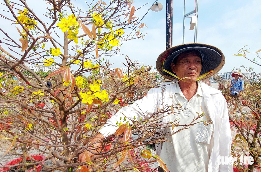 Hoa mai, hạnh kiểng bán Tết ở khu lấn biển Kiên Giang giảm giá ‘sốc’ thu hút người mua - Ảnh 1.