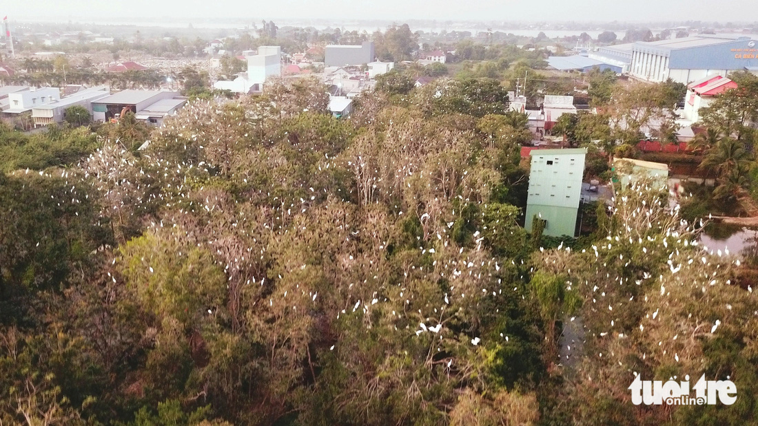 Hàng ngàn chim trời trú ngụ khu vườn ngay bên quốc lộ 91 ở An Giang - Ảnh 8.