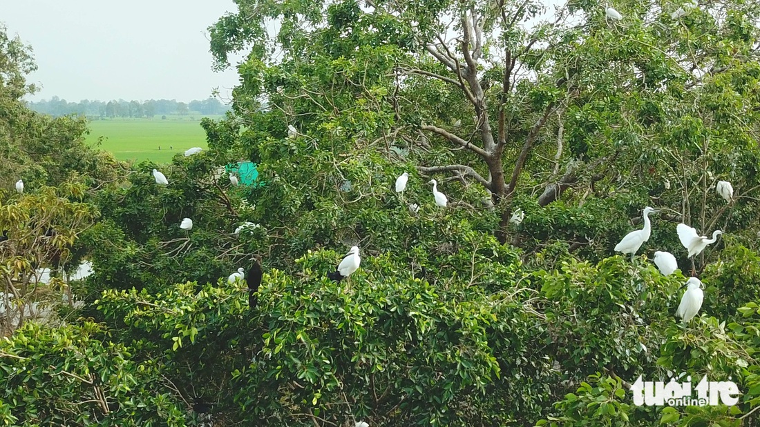 Hàng ngàn chim trời trú ngụ khu vườn ngay bên quốc lộ 91 ở An Giang - Ảnh 2.