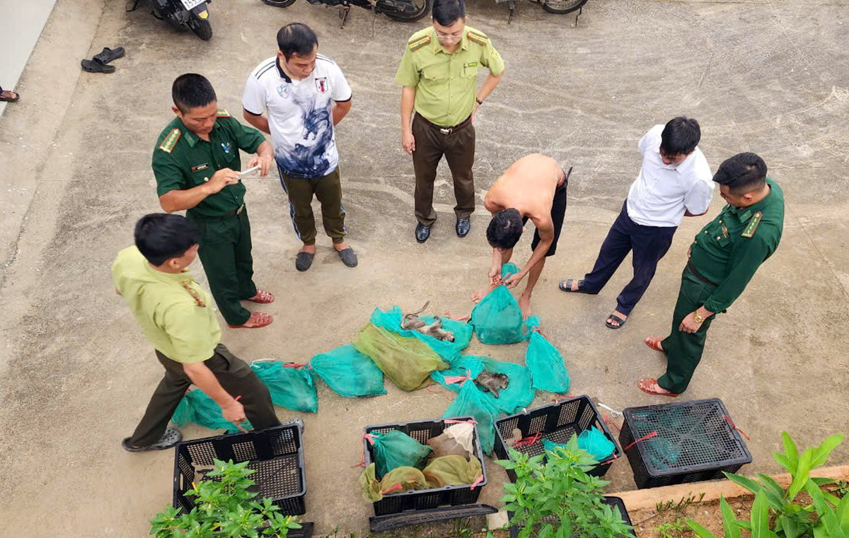 Chuyển 17 con khỉ đuôi dài ở Côn Đảo xuống thuyền, thấy kiểm lâm, vứt ...