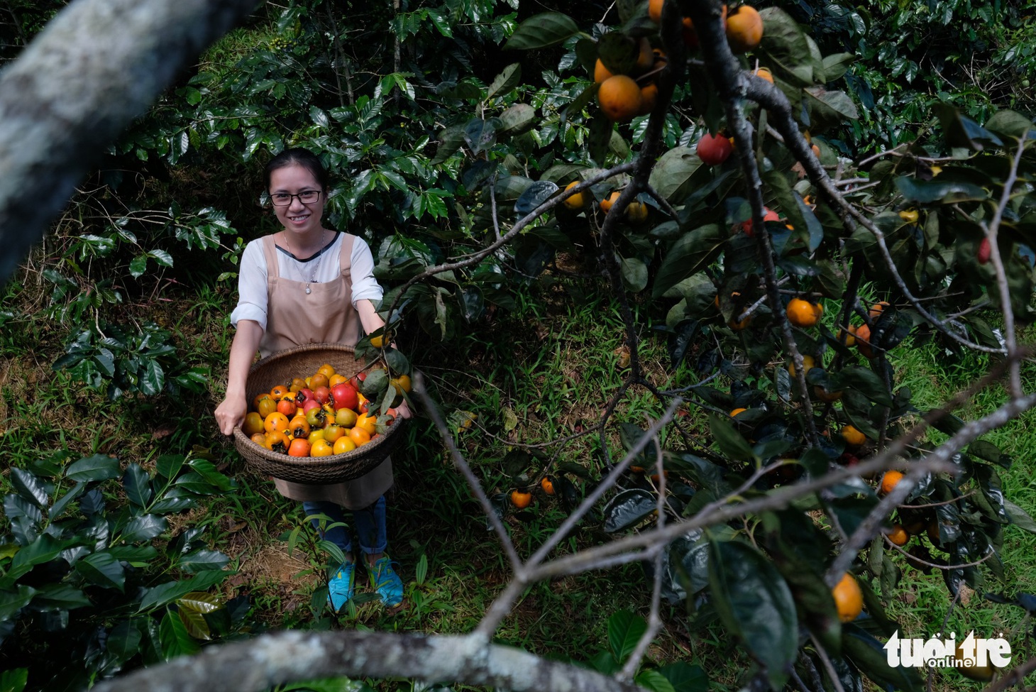 Hồng treo gió ứa mật kiểu Nhật cứu cả ngành hồng Đà Lạt - Ảnh 11.