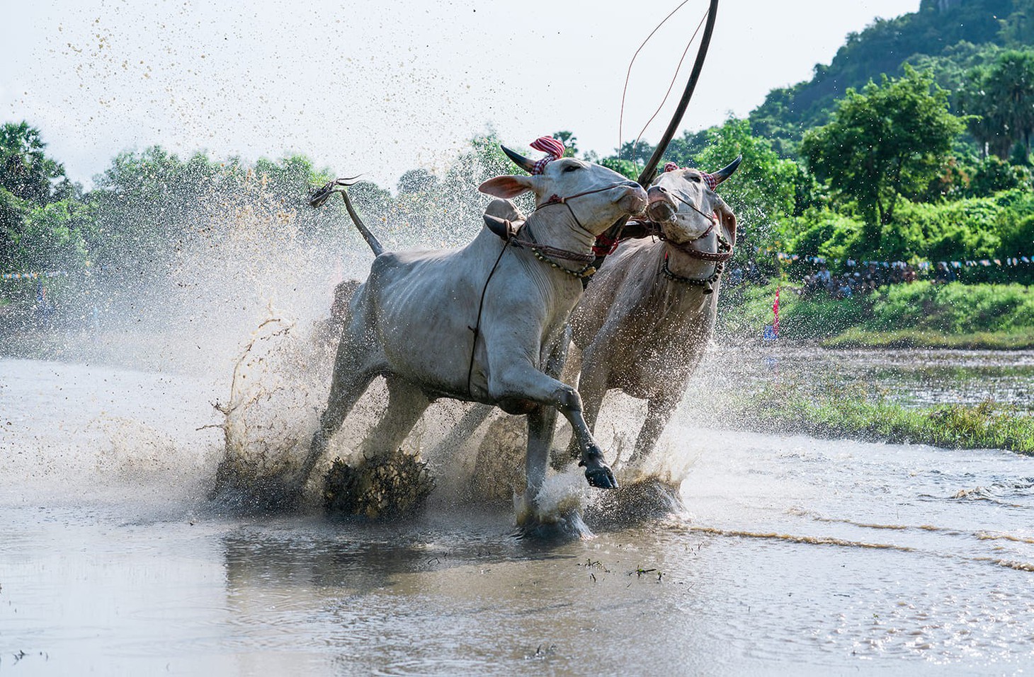 Đến xứ sở cây thốt nốt Tịnh Biên mùa nước nổi - Ảnh 11.