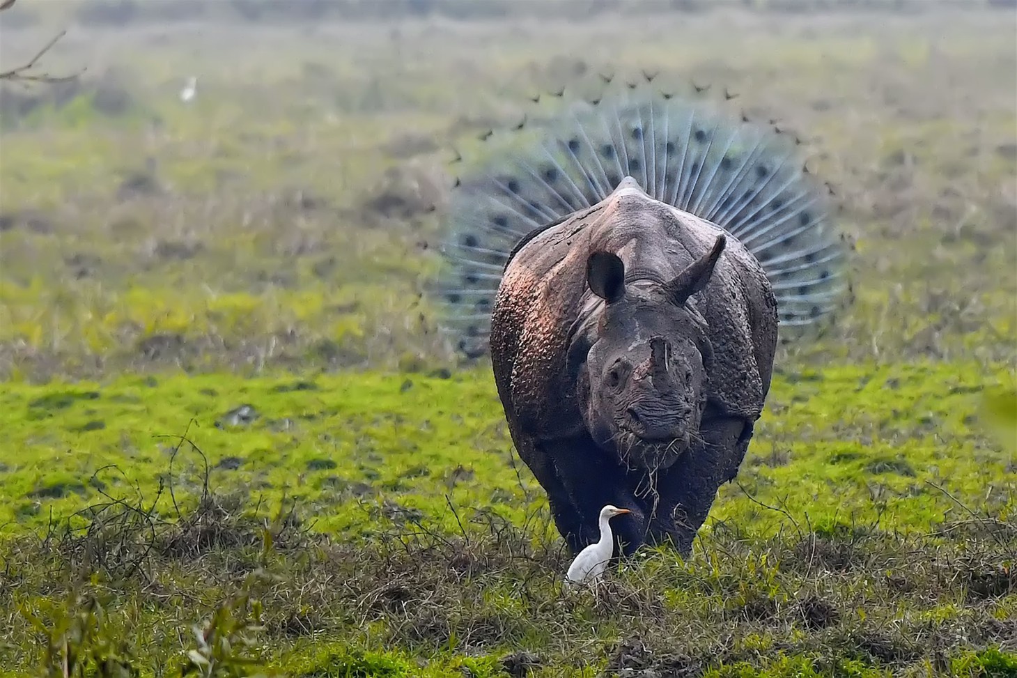 Cười té ghế với gấu, cú mèo, rồng Komodo... siêu hài hước trong năm 2018 - Ảnh 8.