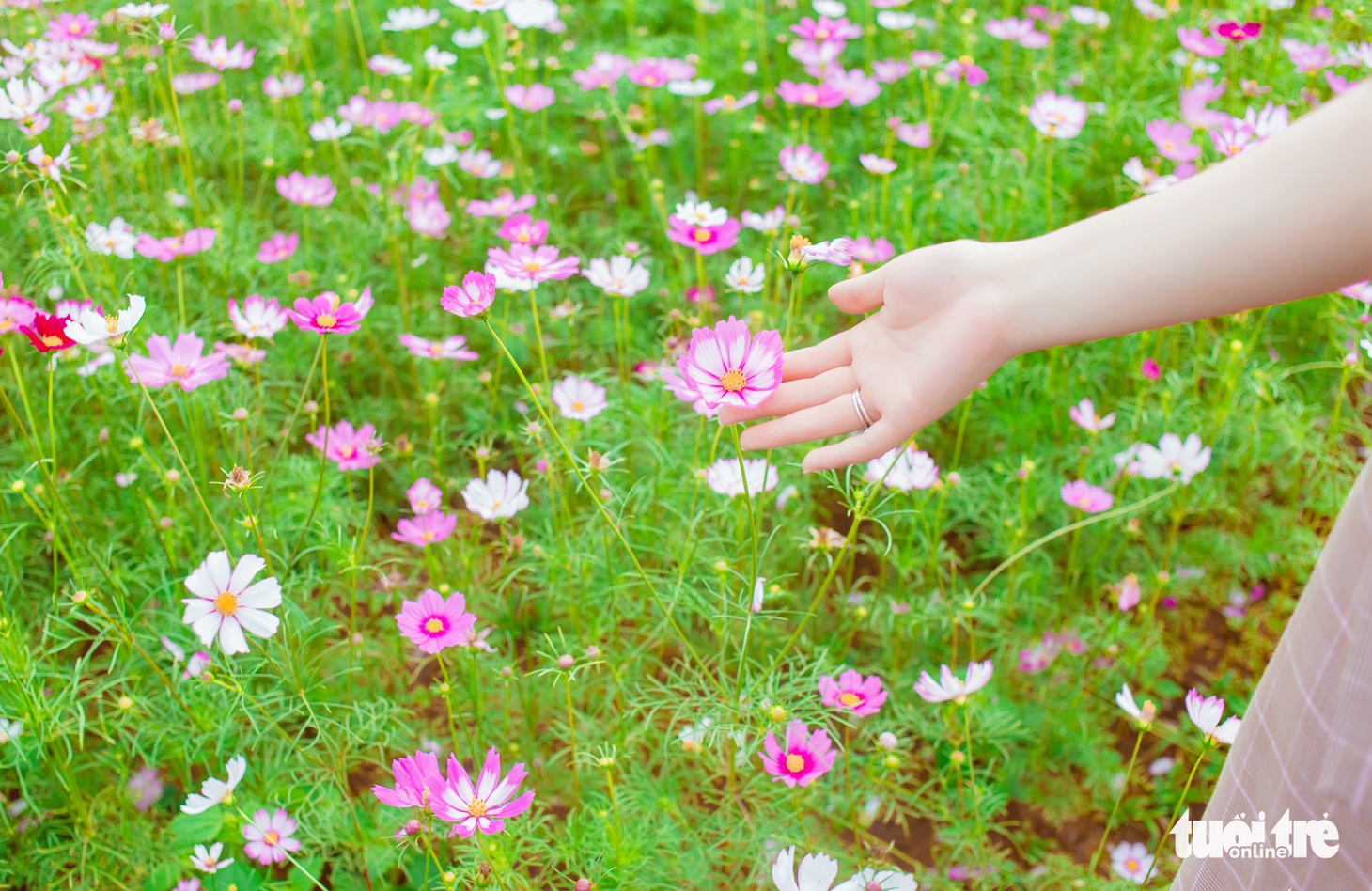 Lạc bước giữa cánh đồng hoa hướng dương ở Nghệ An - Ảnh 12.