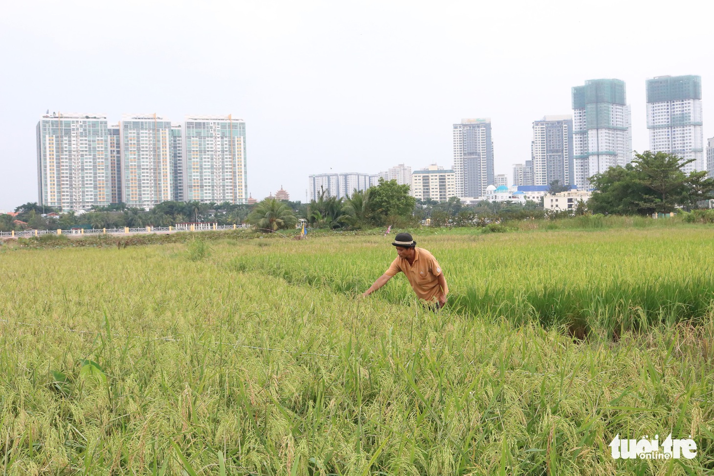 Làm ruộng giữa thành phố nhộn nhịp - Ảnh 2.