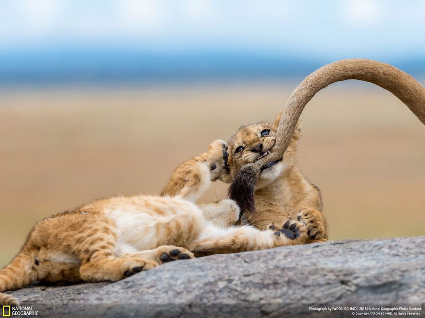 Ngắm ảnh ấn tượng cuộc thi National Geographic Photo Contest 2018 - Ảnh 8.